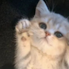 hipawslols